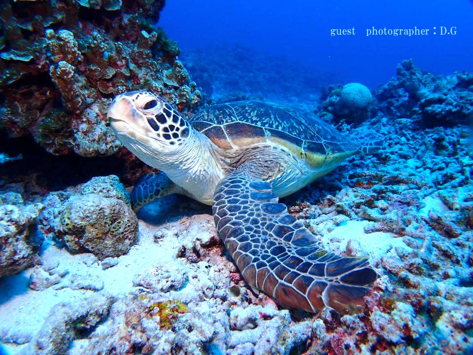 アオウミガメ 阿嘉島