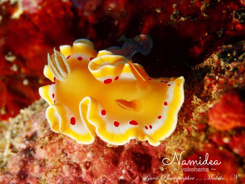 石垣島ツアー マクロ