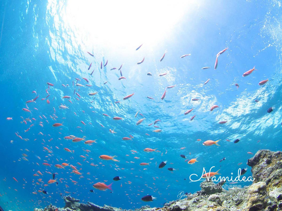 Namidea 石垣島ツアー!