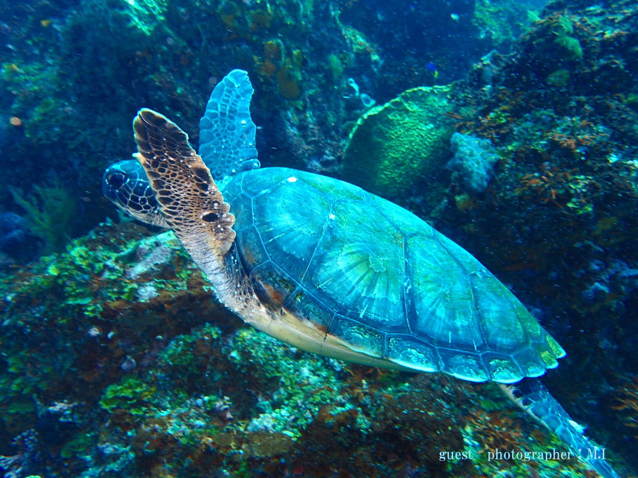 ナミディア 海洋公園 カメ 600本記念ダイブ