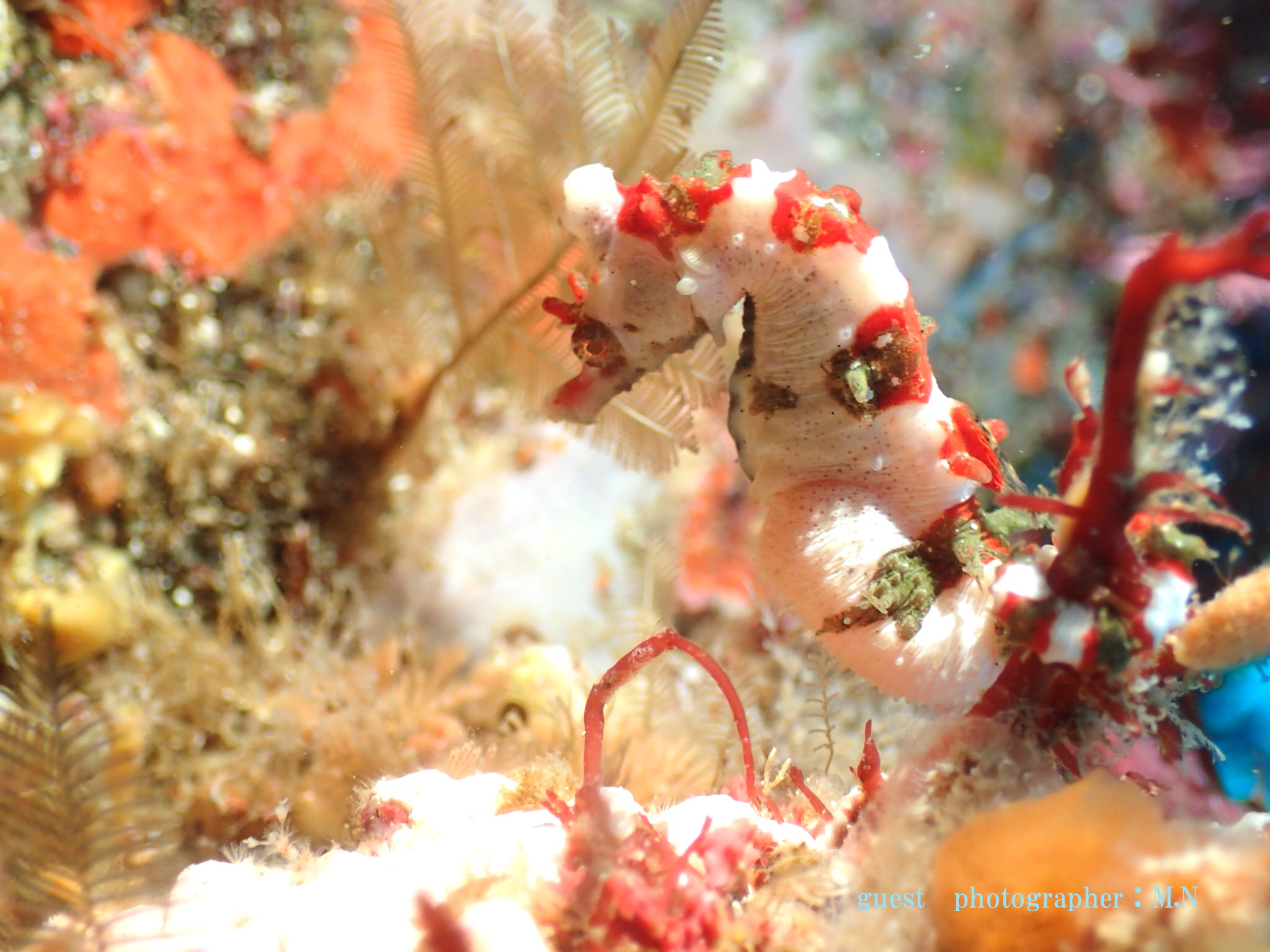 ナミディア 海洋公園 600本 記念ダイブ