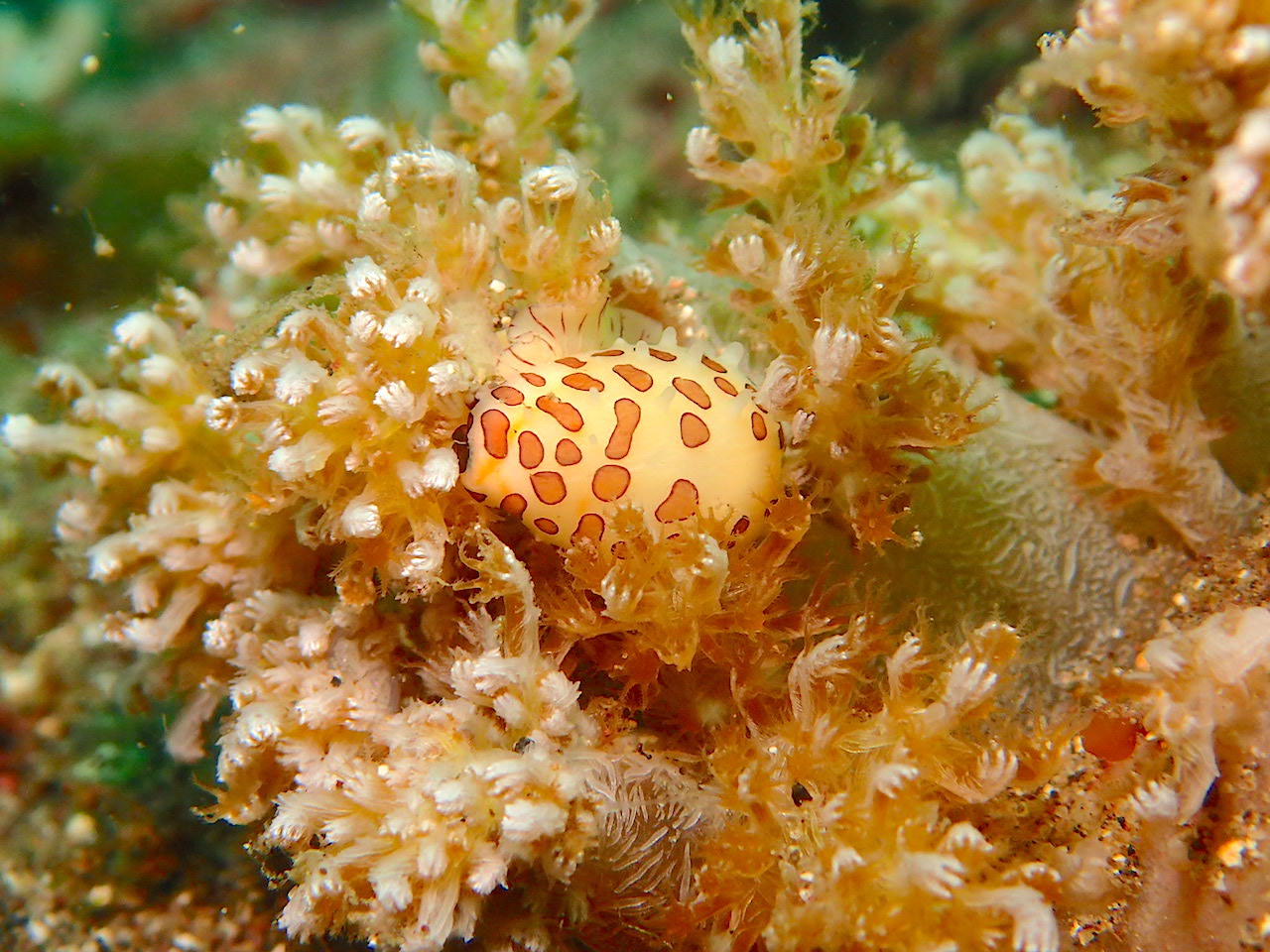 ナミディア　ウミウサギ　ライト　RGBlue