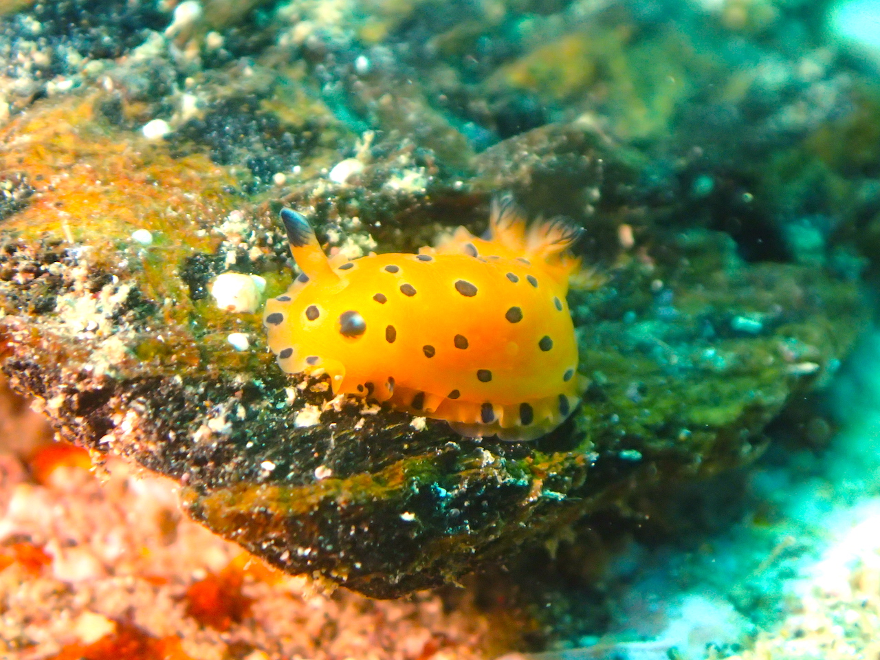 ヒメマダラウミウシ