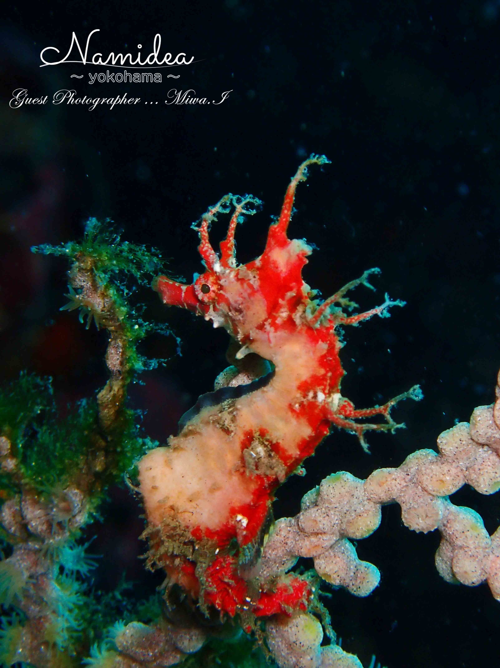 紅白のハナタツ