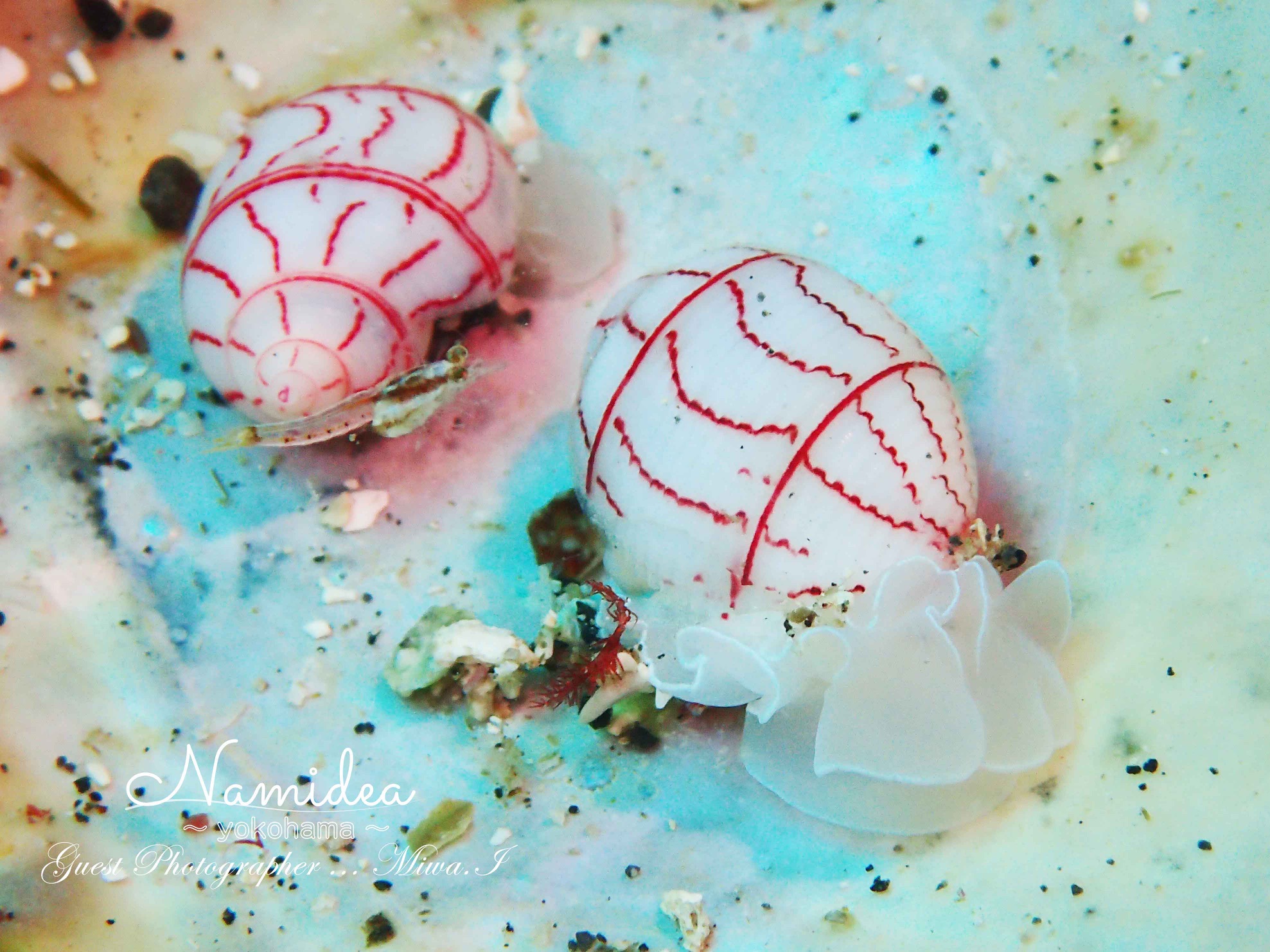 めでたい模様のベニシボリ