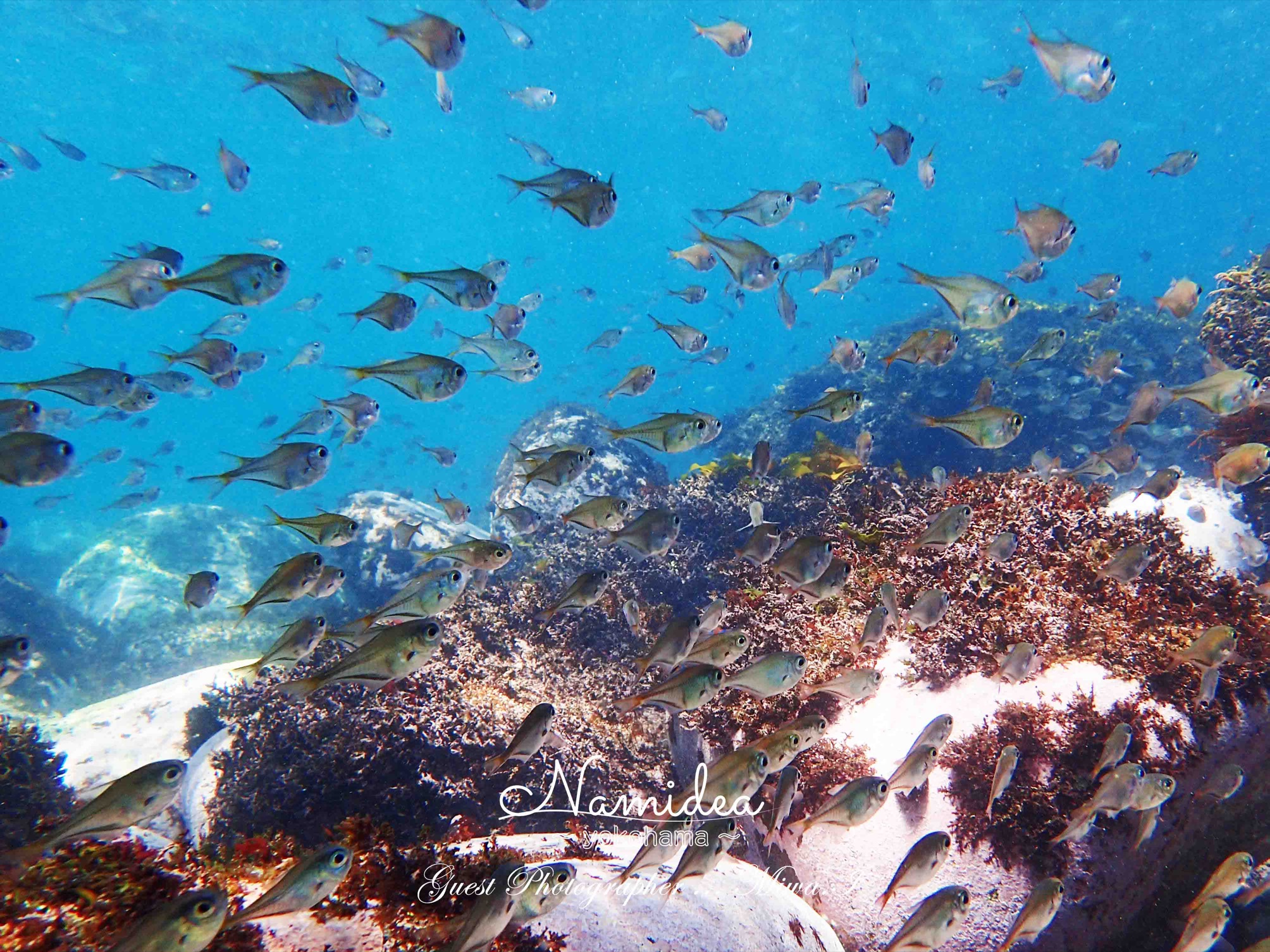 ハタンポの群れ