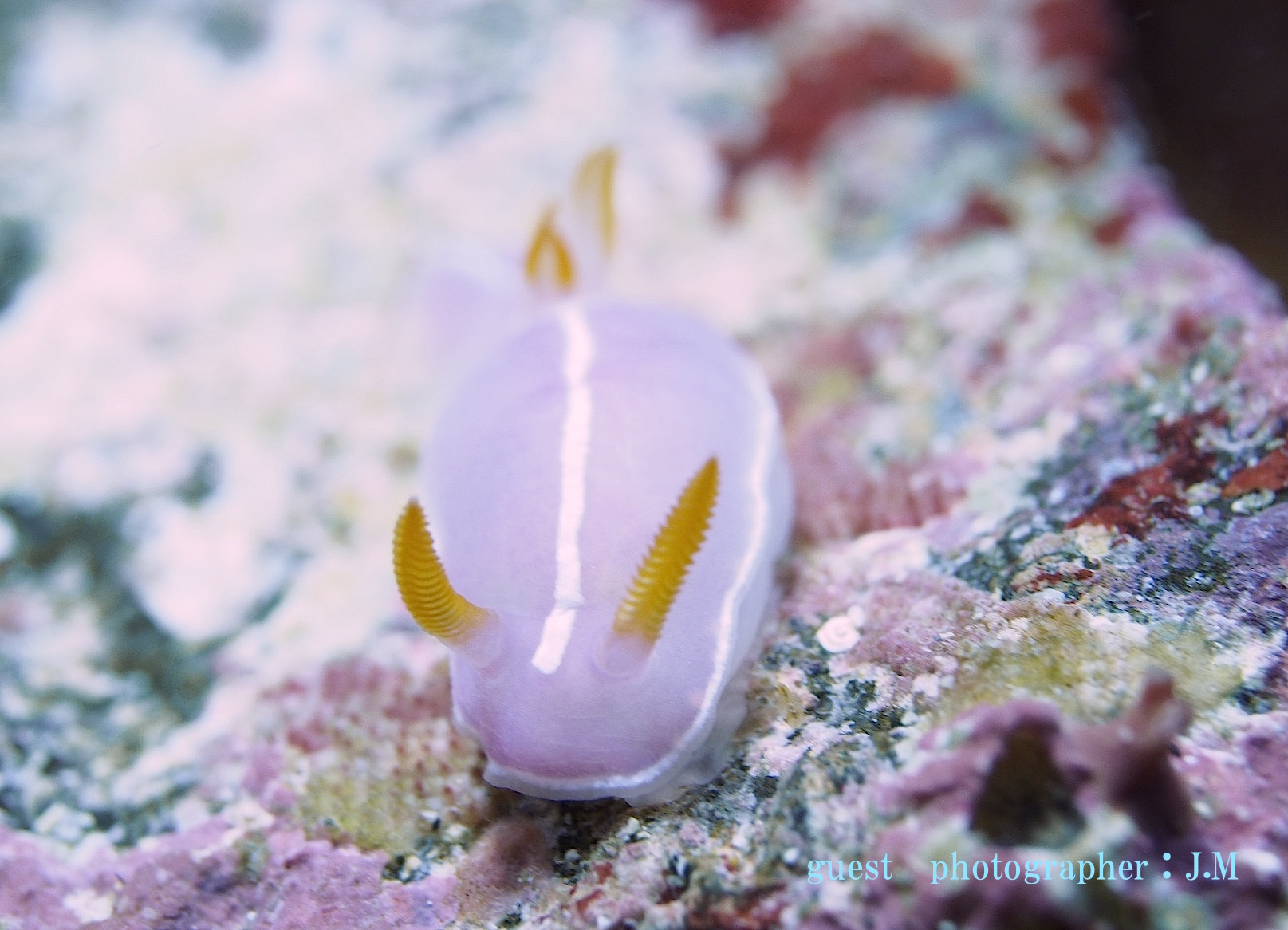 シモダイロウミウシ