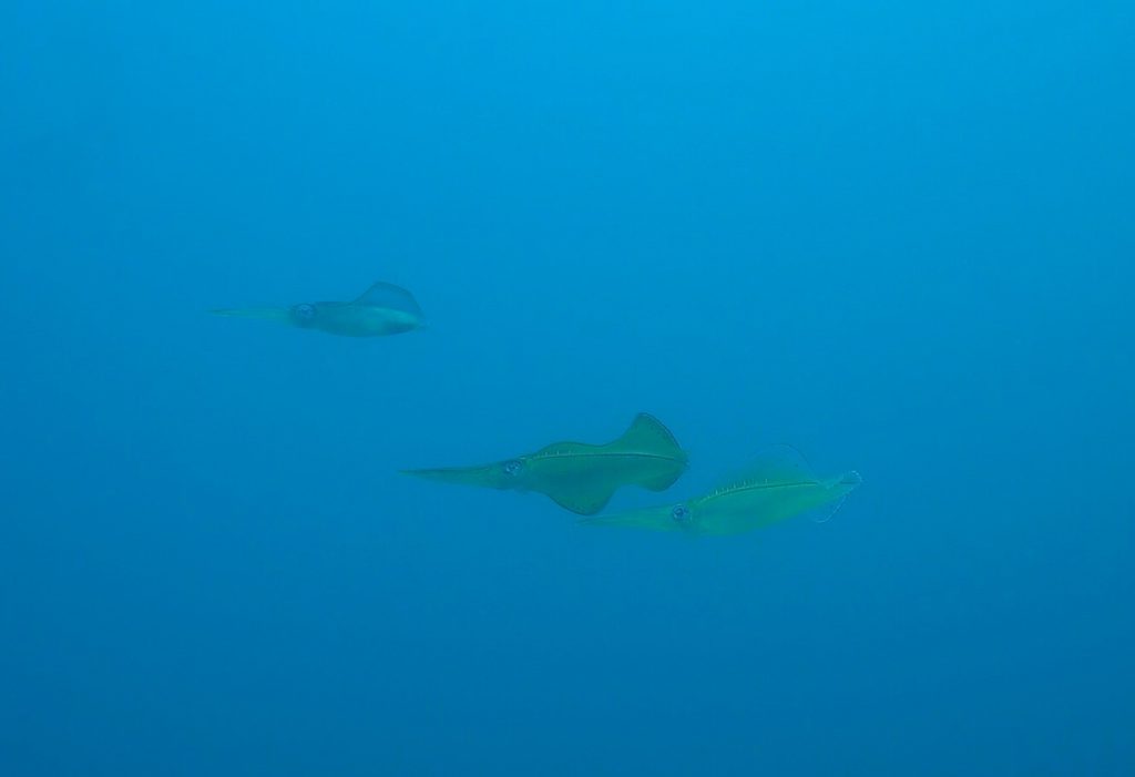 富戸のアオリイカ