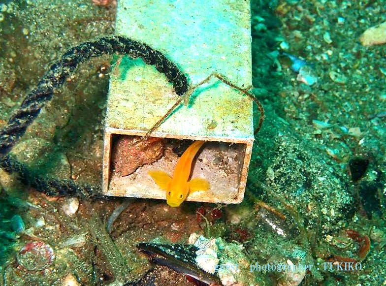 ミジンベニハゼ 平沢ボート 亀島