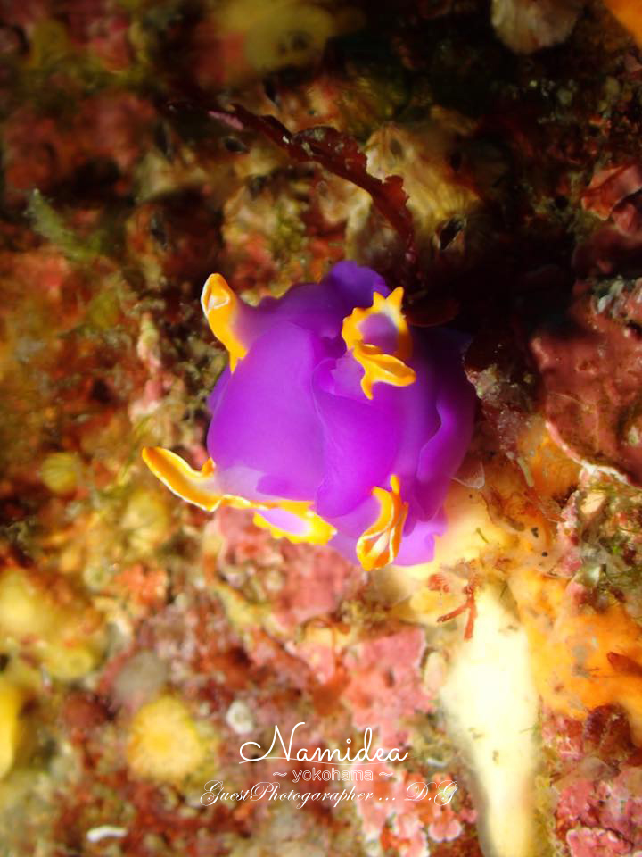 IOP(伊豆海洋公園)