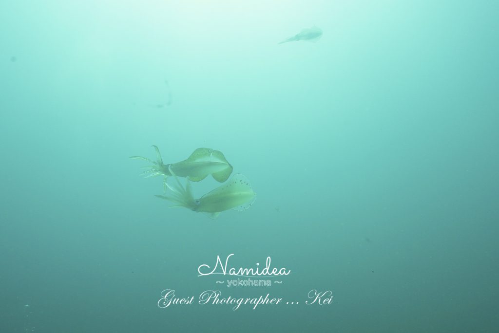 アオリイカの産卵