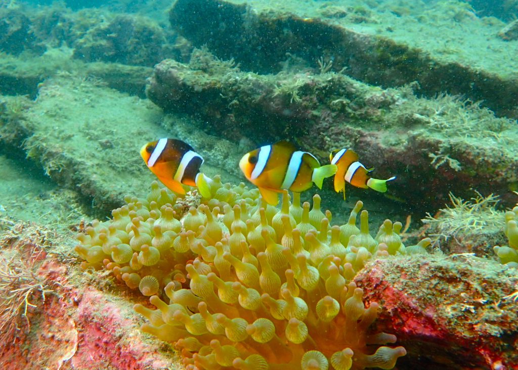 真鶴 福浦 クマノミ