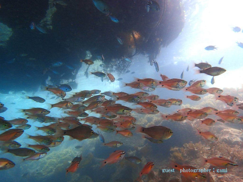 ナミディア 平日ツアー アドバンス講習 平沢 群れ