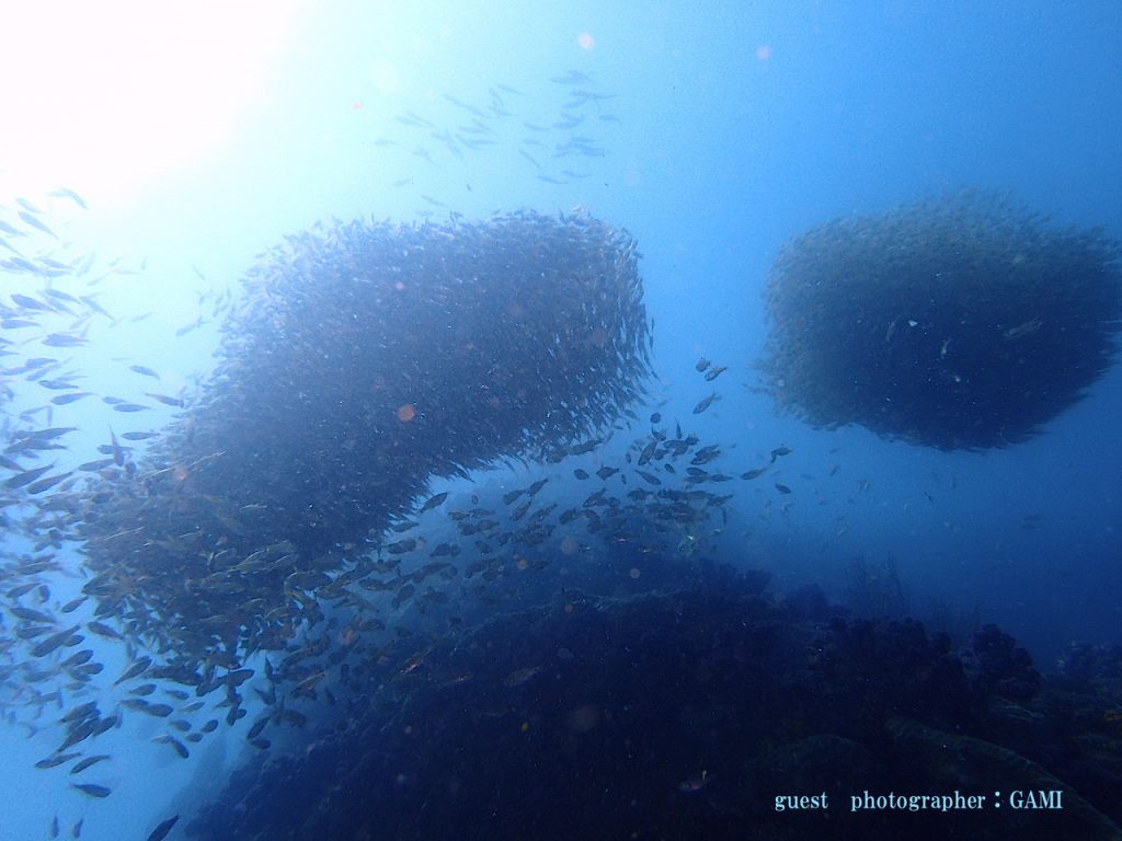 雲見 キンメモドキ大群