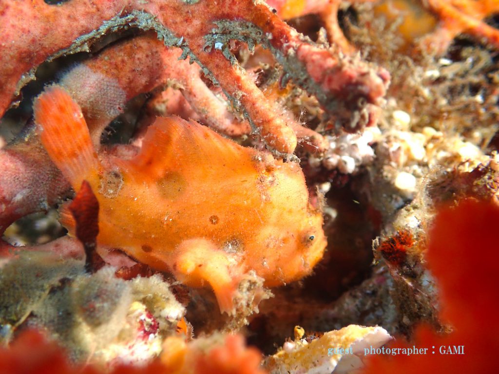 初めてのカエルアンコウ発見 雲見