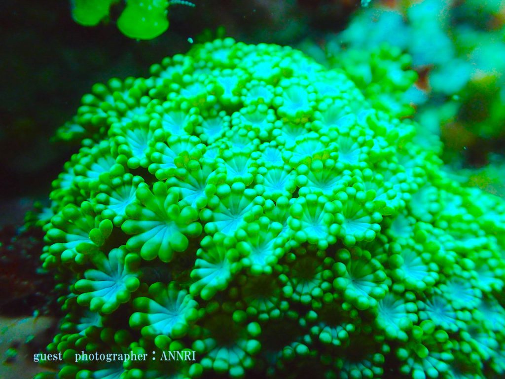 雲見ツアー ニホンアワサンゴ