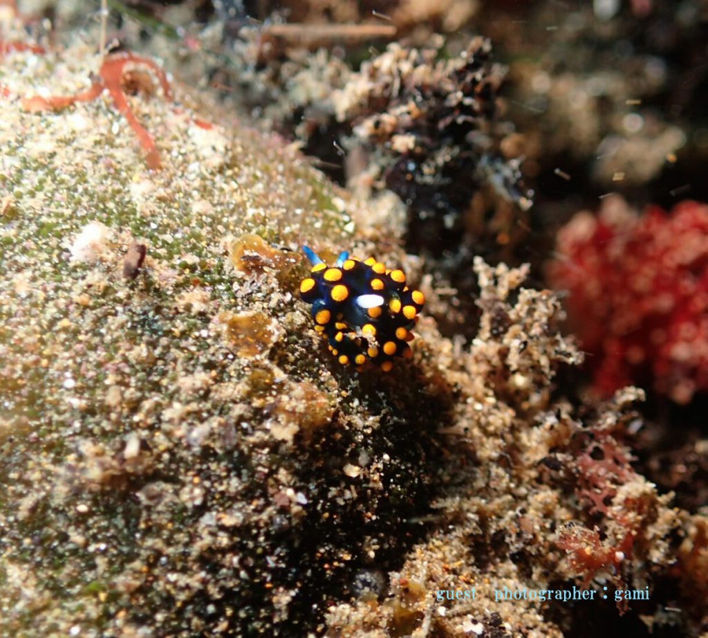 テントウウミウシ　ボートダイビング