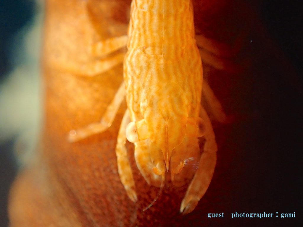 アヤトリカクレエビ　北川ボート