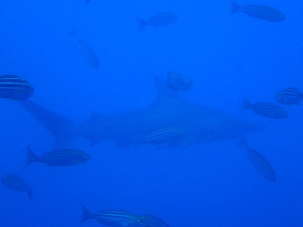 神子元島　スタッフ研修　