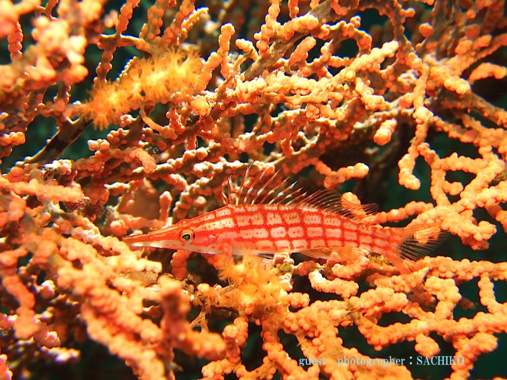 北川ボート　クダゴンベ