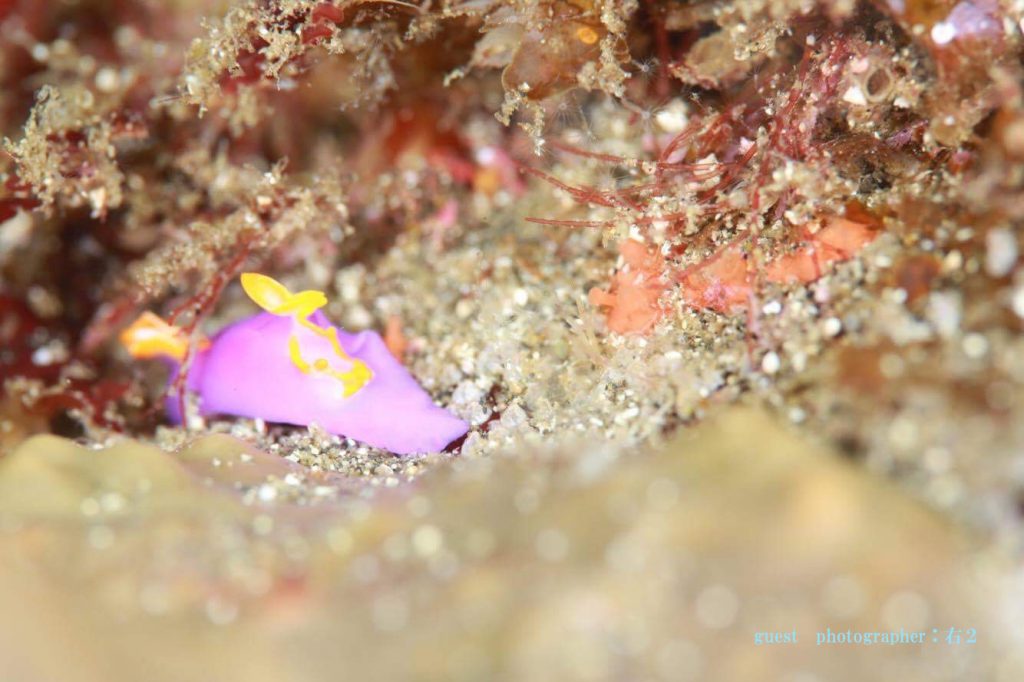 伊豆海洋公園　ムラサキウミコチョウ