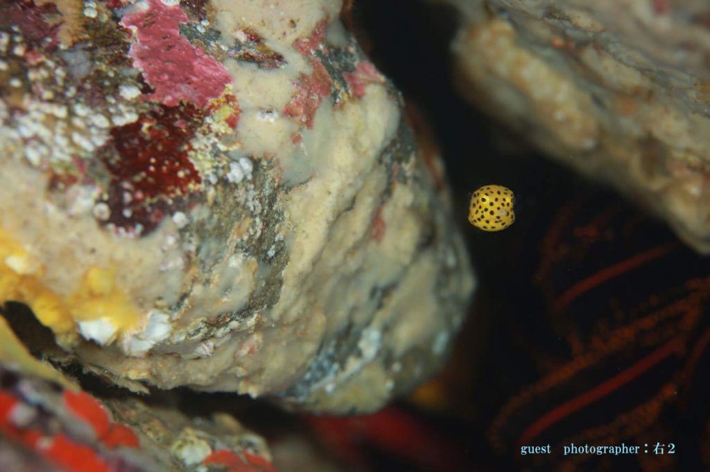 伊豆海洋公園　ミナミハコフグ