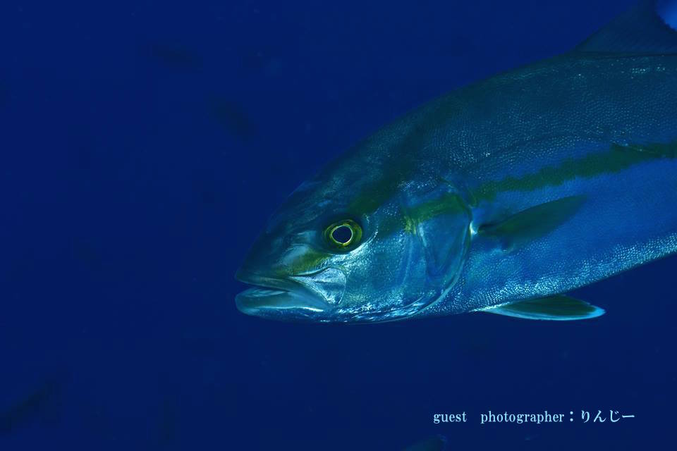 田子ボートツアー