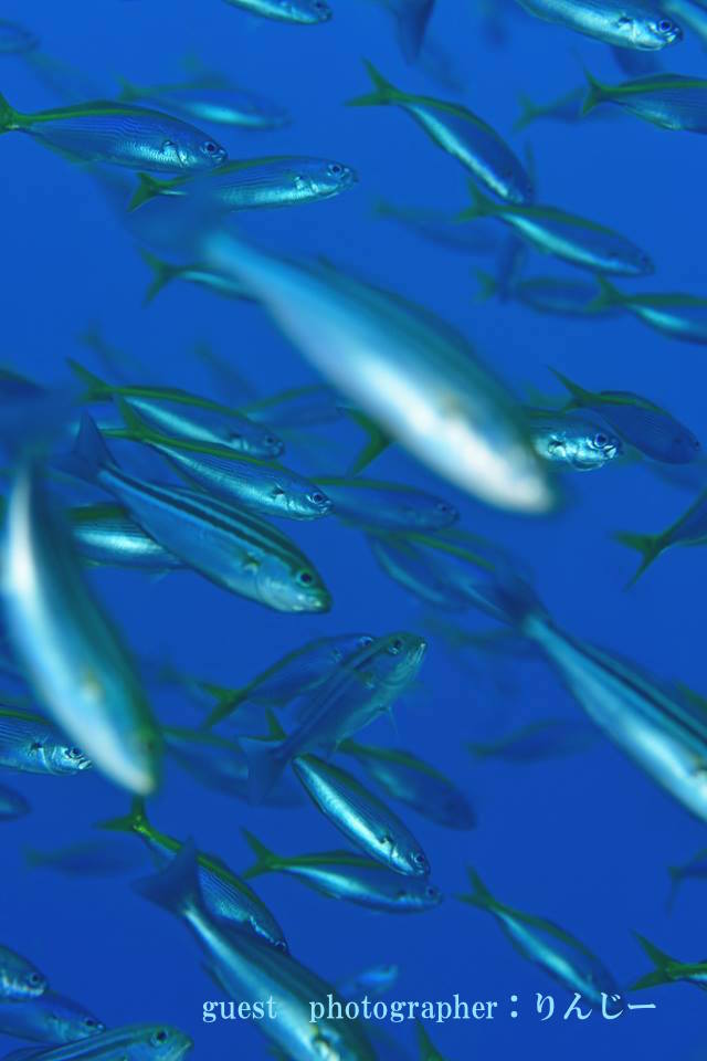 沖の浮島根 群れ