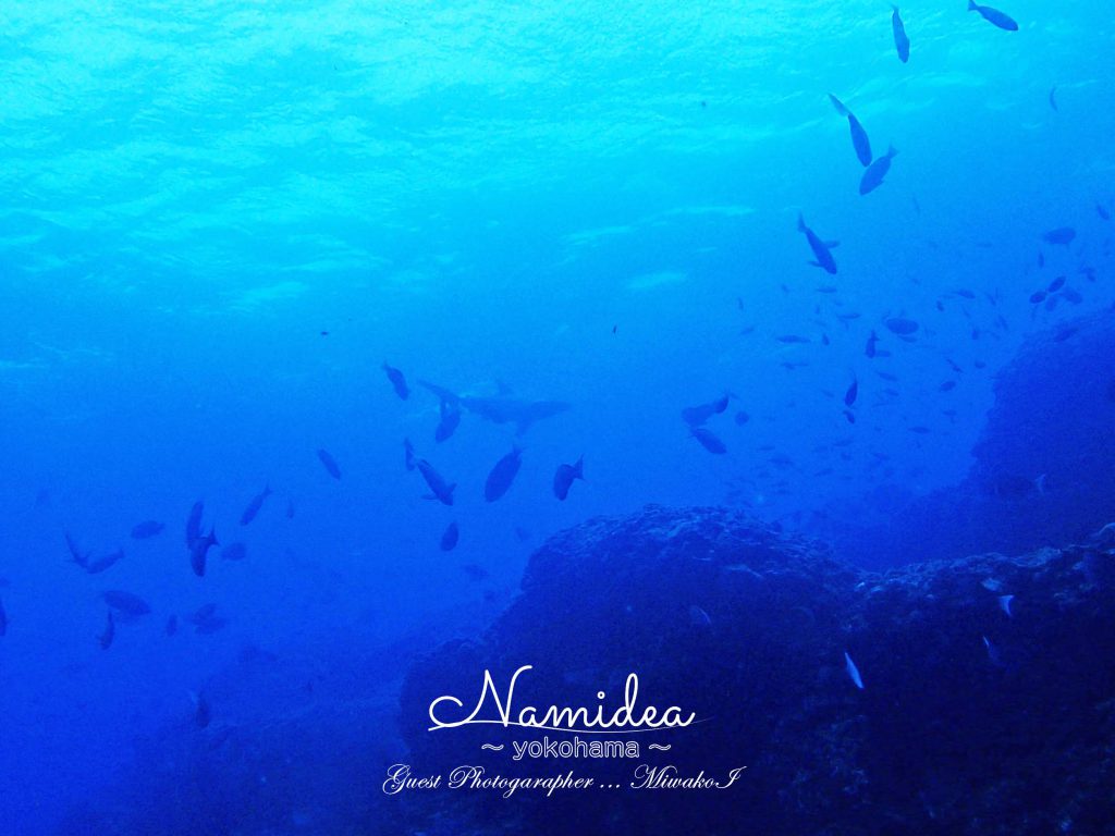 神子元ツアー ハンマー