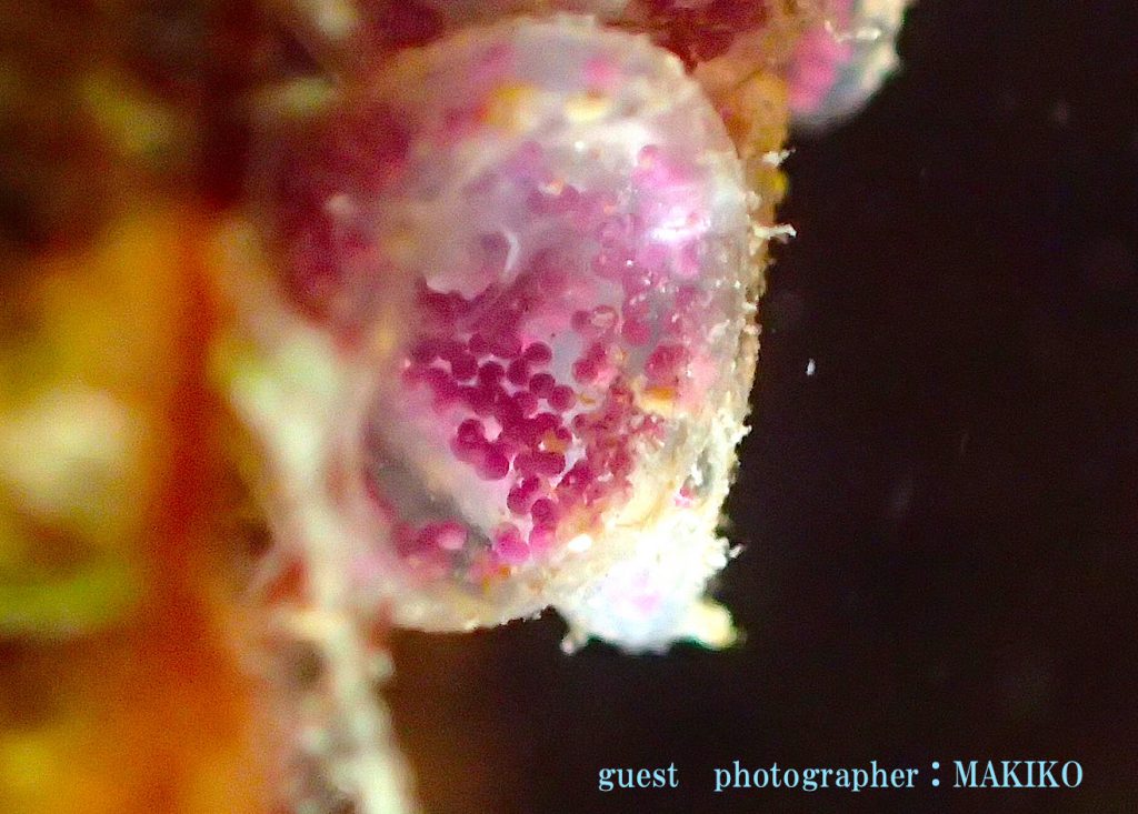 ナガサキニシキニナ　ワイングラス　貝の卵嚢