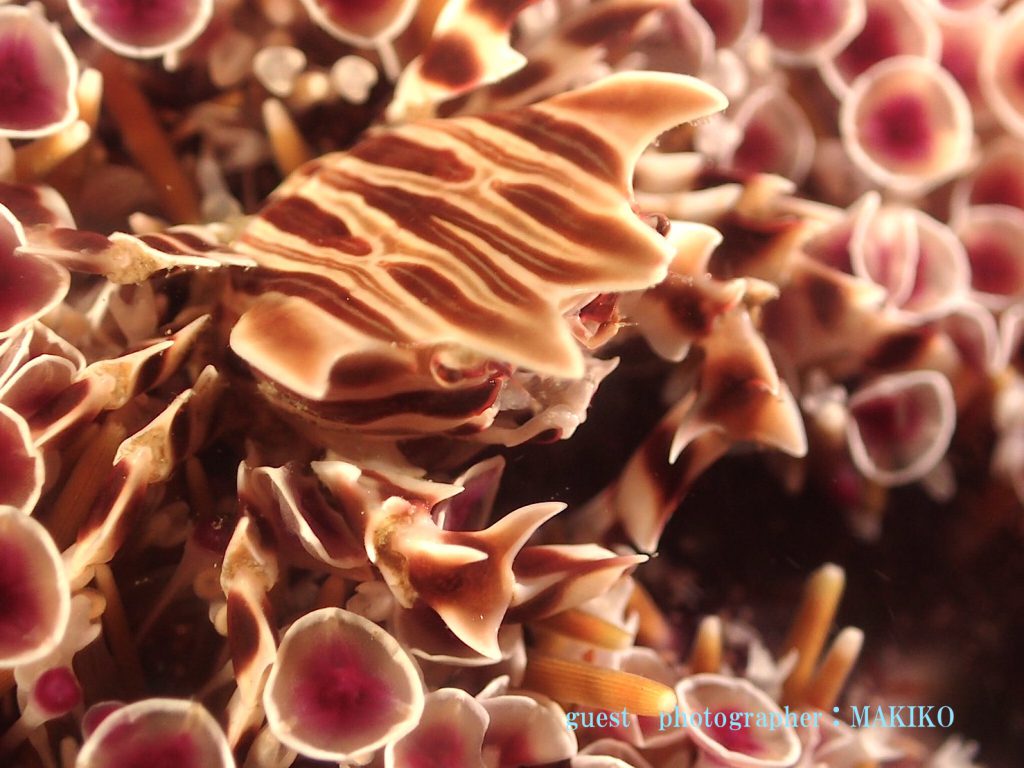 平沢　平日ツアー　ラッパウニ　ゼブラガニ