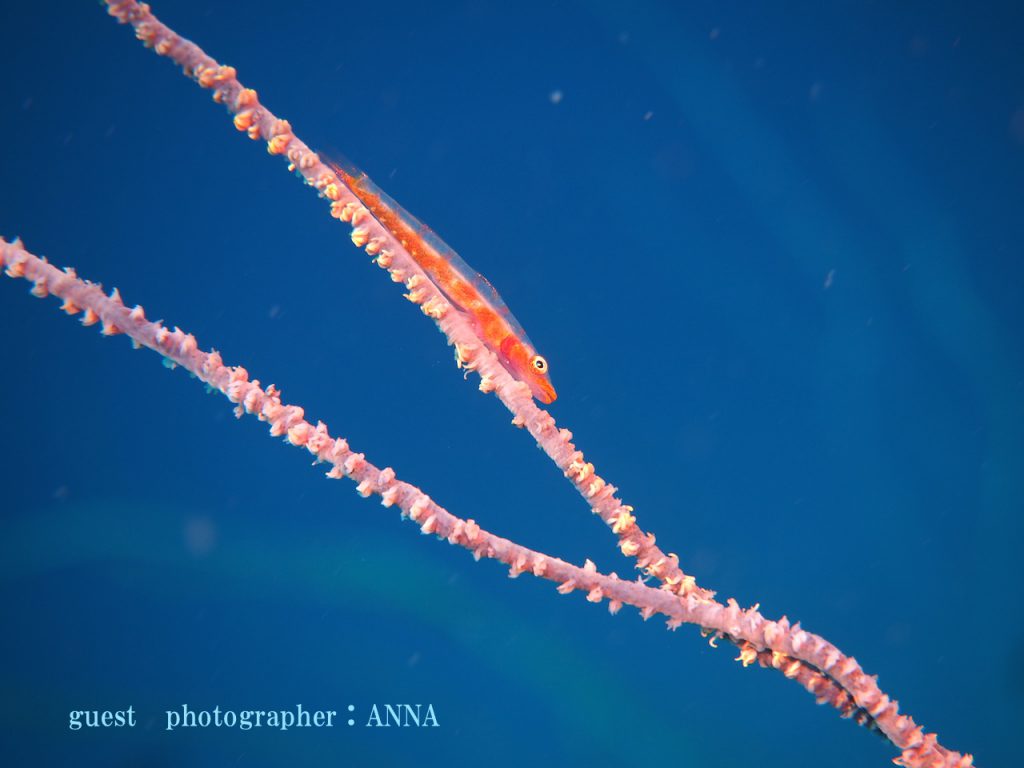 ガラスハゼ 井田