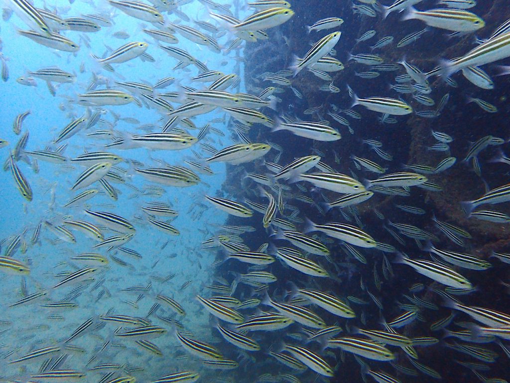 イサキの大群　東口　パイプ