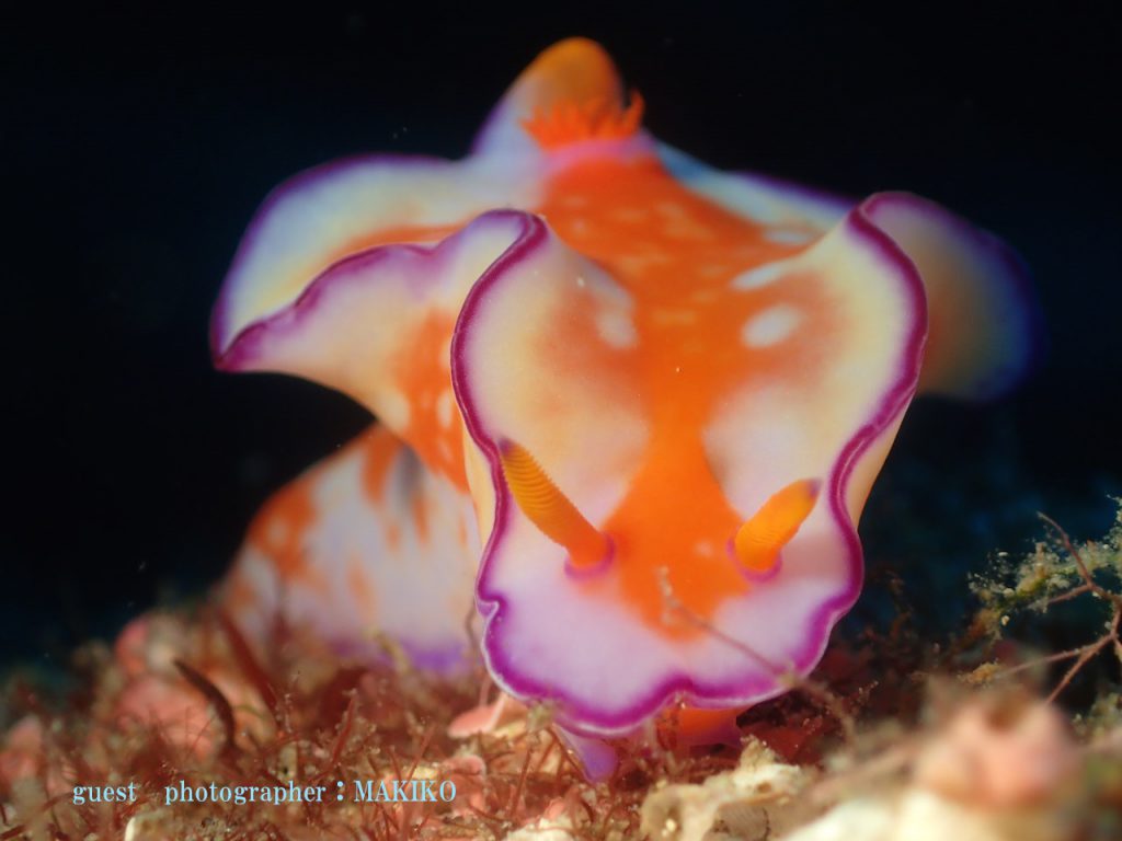 ニシキウミウシ マクロ