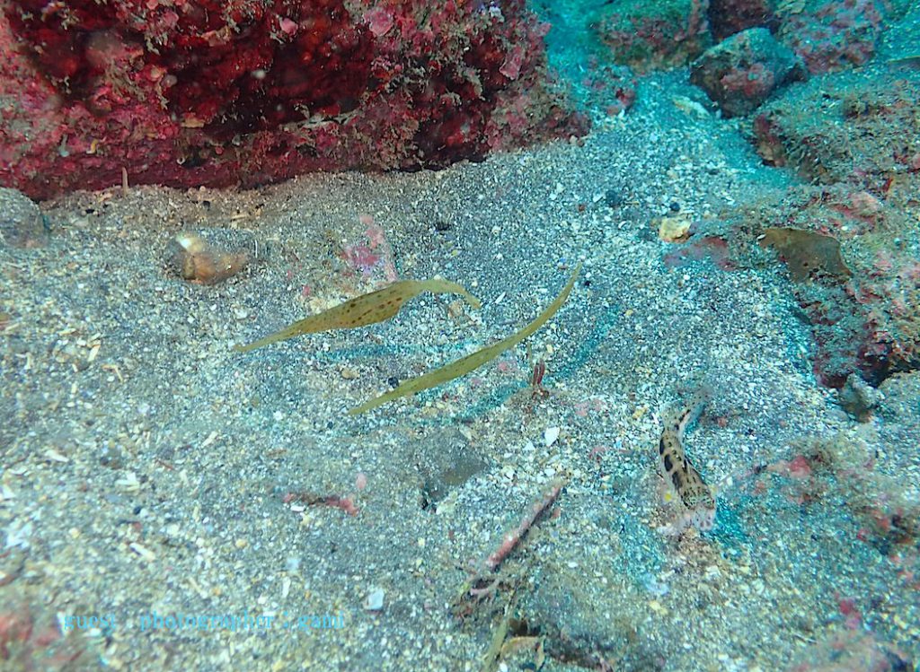 カミソリウオのペア 福浦