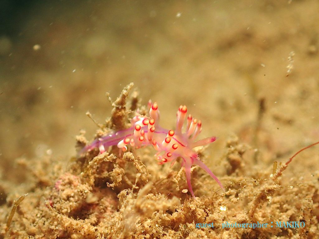 ウミウシ　平沢