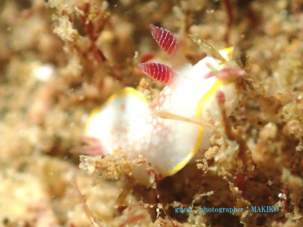 平沢　サラサウミウシ