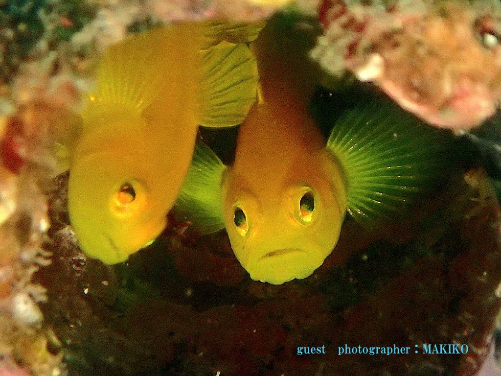 ミジンベニハゼのペア 大瀬崎