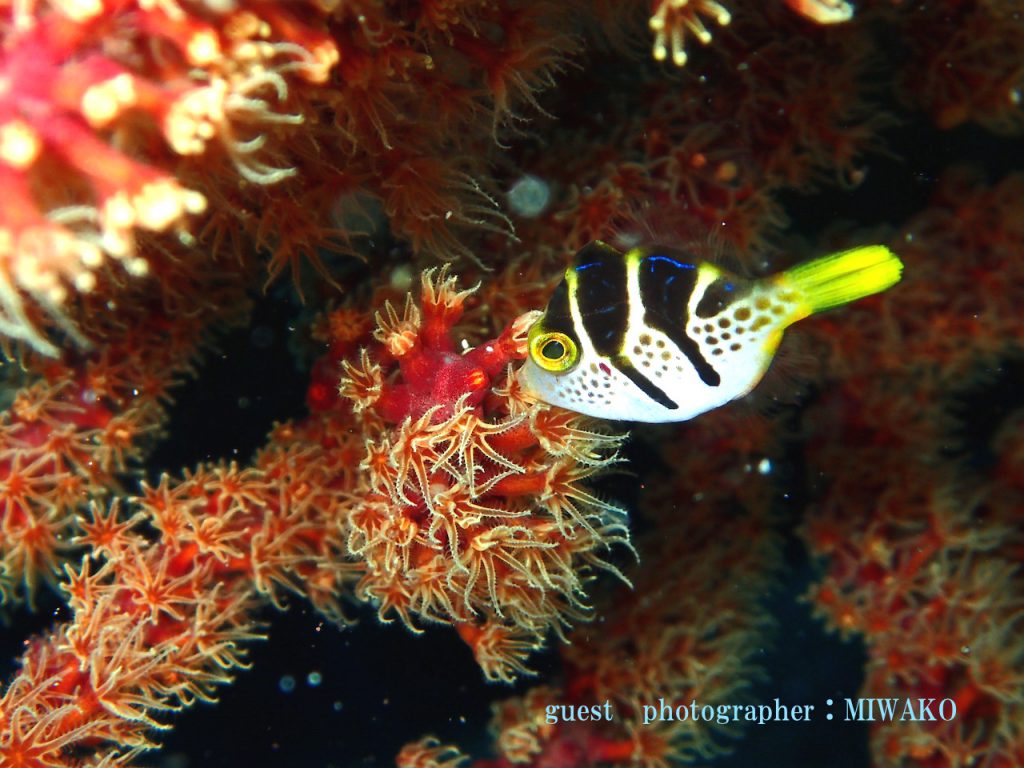 ノコギリハギ 井田