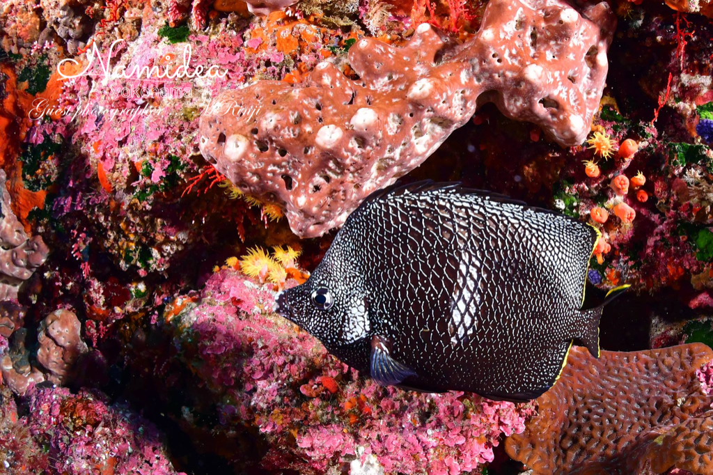 八丈島と小笠原でしか見られないユウゼン