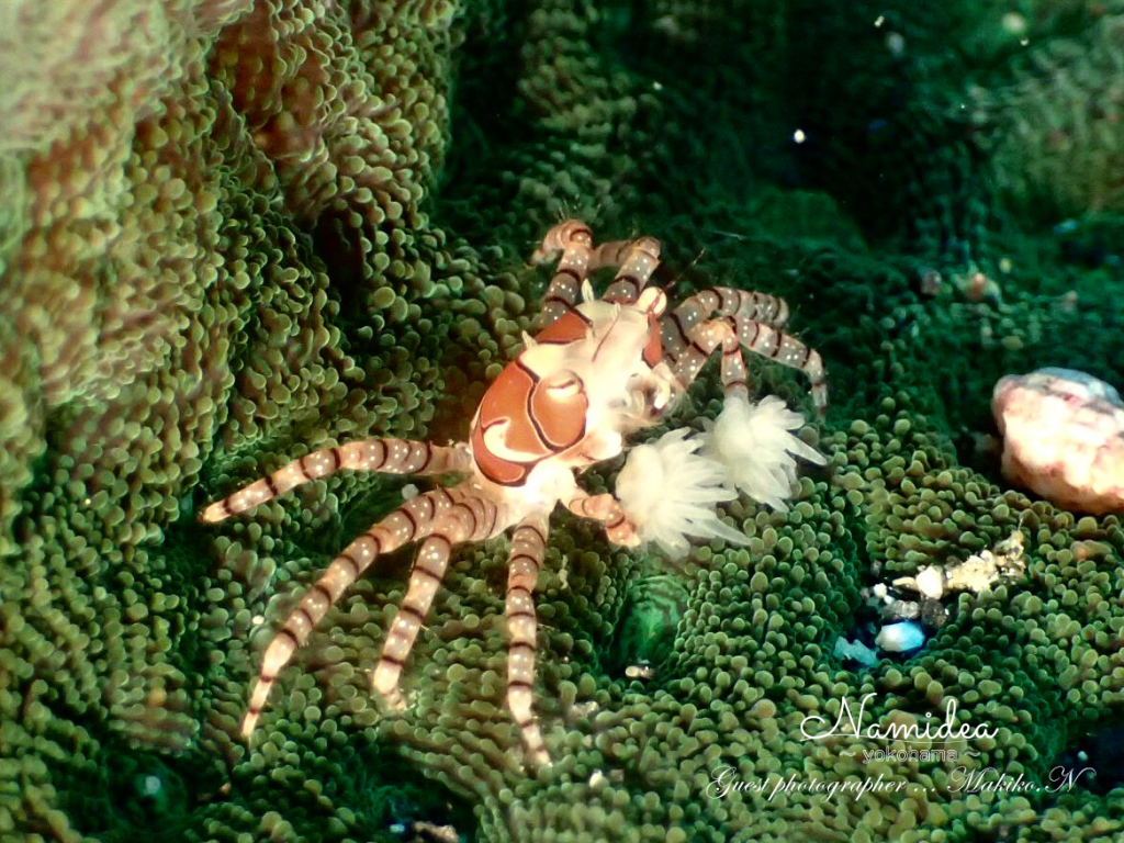 キンチャクガニ 八丈島ツアーにて