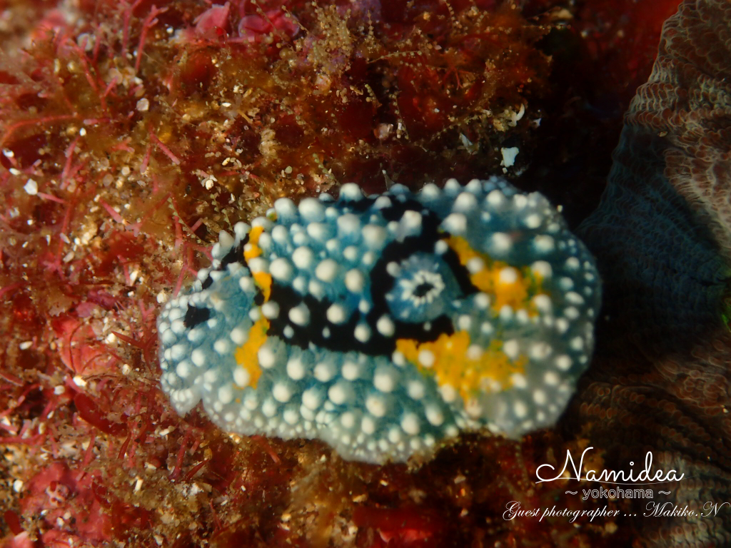 八丈島のウミウシ
