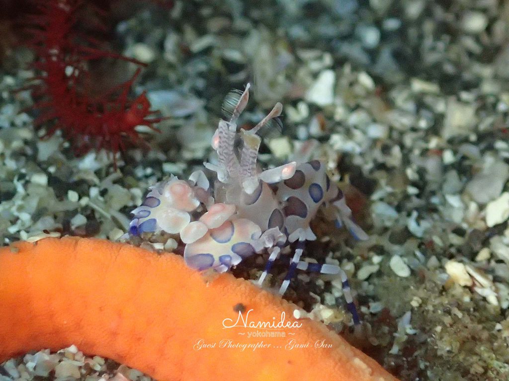 IOP(伊豆海洋公園)のフリソデエビ