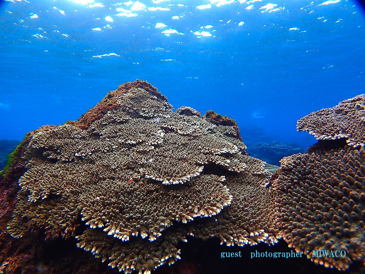 八丈島のサンゴ礁