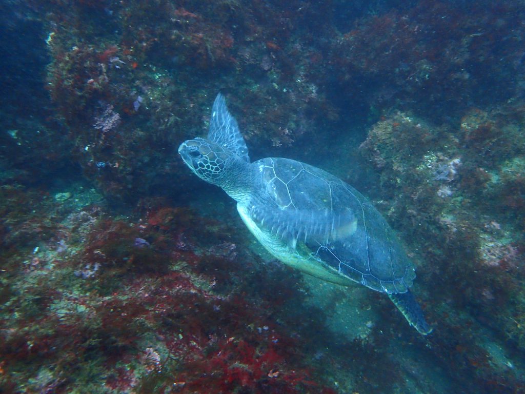 北川 ボートダイビングでカメ