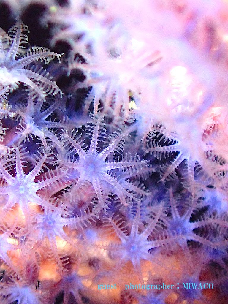 IOP(伊豆海洋公園)海の生物