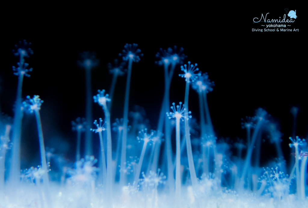 伊東ボートダイビング マクロ