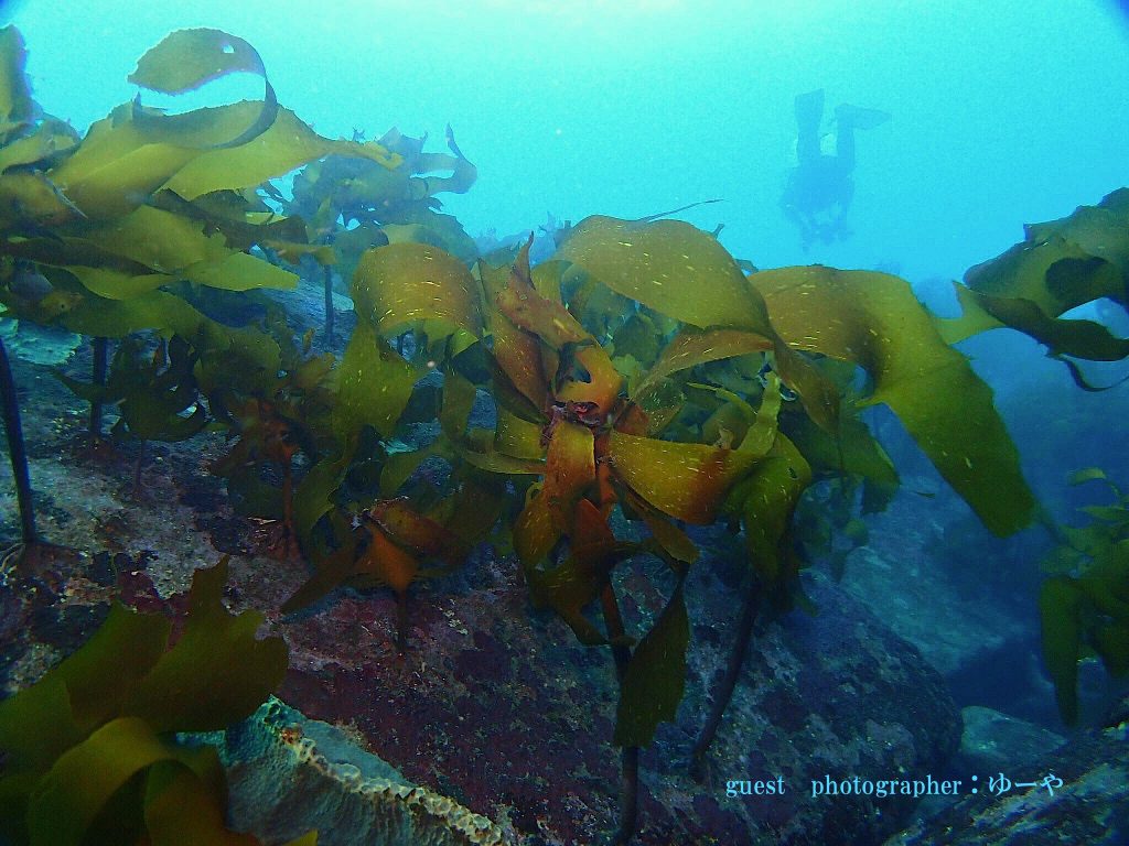 石橋の海藻