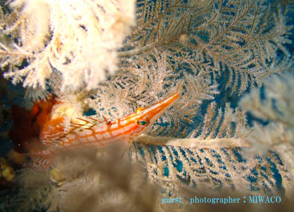 クダゴンベ　大瀬崎　先端