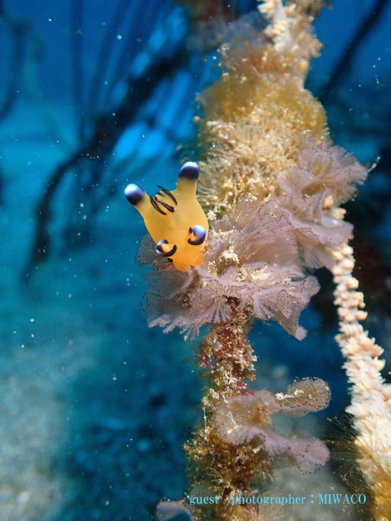 　大瀬崎　先端　ピカチュー　ウデフリツノザヤウミウシ